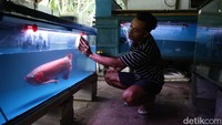 Peternakan arwana super red di Jasinga dikelola dengan cermat oleh Jhon Hendri, yang memulai dari hobi hingga membangun farm seluas satu hektare.