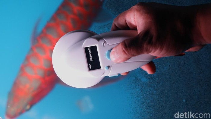 Di balik rimbunnya pepohonan Jasinga, Bogor, tersimpan harta karun yang bukan emas atau permata, melainkan ikan berkilau yang memikat perhatian dunia: arwana super red. Dengan sisik merah menyala dan gerakan anggun, arwana atau yang sering disebut “ikan naga” ini bukan sekadar ikan hias—ia adalah simbol keberuntungan, prestise, dan nilai ekonomi tinggi yang bisa menembus miliaran rupiah per ekor.