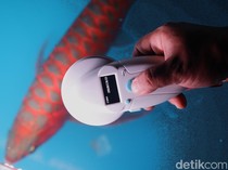 Arwana Berkilau di Jasinga karena Air-Udaranya Mirip Habitat di Kalimantan