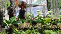 Tak sedikit pelanggan yang membeli tanaman sebagai kado Natal dan hadiah akhir tahun, menjadikan tanaman hias sebagai alternatif hadiah yang lebih personal dan bermakna.