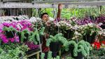 Menjelang Nataru, Penjualan Tanaman Hias Laris Manis di BSD