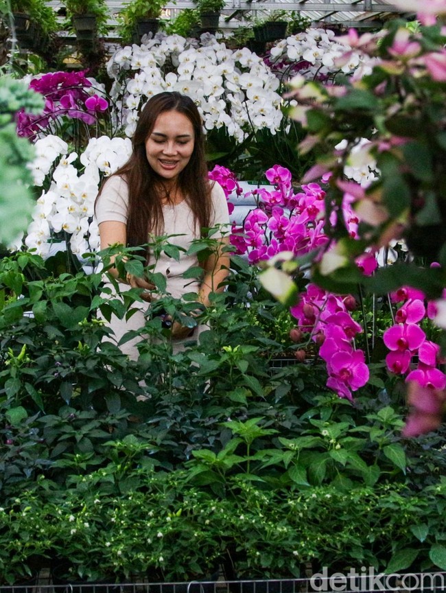 Menjelang Nataru, Penjualan Tanaman Hias Laris Manis di BSD