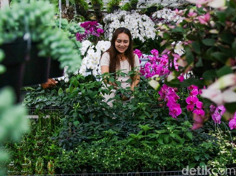 Menjelang Nataru, Penjualan Tanaman Hias Laris Manis di BSD