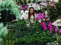 Menjelang Nataru, Penjualan Tanaman Hias Laris Manis di BSD