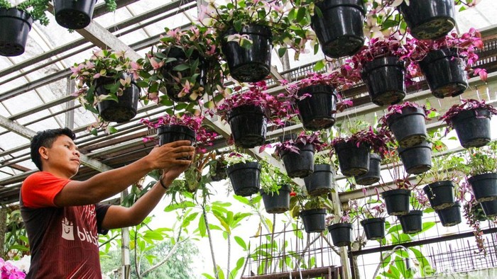 Menjelang perayaan Natal 2025 dan Tahun Baru 2026, penjualan tanaman hias di kawasan BSD, Tangerang Selatan, menunjukkan peningkatan signifikan. Di Karisma Taman, salah satu pusat tanaman hias terbesar di kawasan tersebut, aktivitas jual-beli tampak semakin ramai sejak memasuki awal Desember.