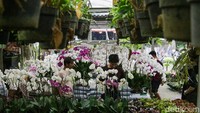 Selain itu, berbagai tanaman lain dengan harga bervariasi mulai dari puluhan ribu hingga jutaan rupiah ikut mengalami lonjakan penjualan.