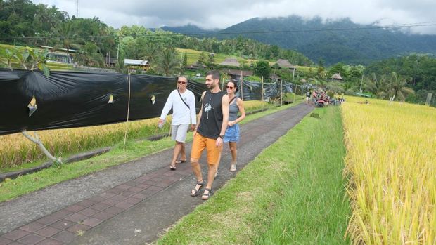 Sejumlah wisatawan melintas di depan bentangan plastik hitam yang dipasang oleh petani di kawasan Subak Jatiluwih, Tabanan, Bali, Jumat (5/12/2025). (Foto: Dok. Istimewa) Sejumlah wisatawan melintas di depan bentangan plastik hitam yang dipasang oleh petani di kawasan Subak Jatiluwih, Tabanan, Bali, Jumat (5/12/2025). (Foto: Dok. Istimewa)