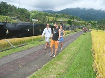 Protes Petani Jatiluwih Berlanjut, Pasang Seng-Bentangkan Plastik Hitam