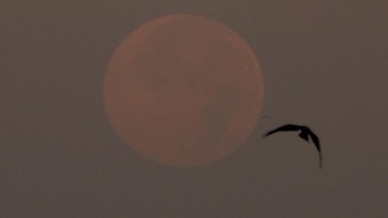 Cold Moon hadir di atas Karachi, Pakistan. Supermoon dapat tampak hingga 14% lebih besar dan 30% lebih terang dibanding purnama biasa. REUTERS/Akhtar Soomro