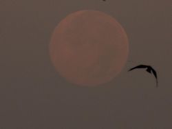 Supermoon Terakhir 2025 Warnai Langit Dunia