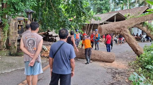 BPBD Karangasem saat melakukan penanganan pohon tumbang di Desa Kesimpar, Kecamatan Abang, Karangasem, Sabtu (6/12/2025).