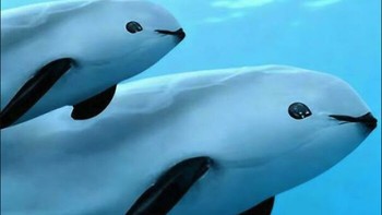 Hewan ini adalah vaquita porpoise, salah satu spesies mamalia laut terkecil dan paling langka di dunia. Wajahnya bulat dengan mata besar dan bibir hitam seperti sedang tersenyum, membuatnya terlihat mirip boneka atau karakter animasi. Tidak seperti lumba-lumba pada umumnya, vaquita memiliki tubuh lebih pendek, moncong tumpul, serta sirip punggung yang kecil dan membulat. Sayangnya, spesies ini kini berada di ambang kepunahan — diperkirakan tersisa kurang dari 20 ekor di habitat aslinya, yakni Teluk California, Meksiko, akibat penangkapan ikan ilegal. Foto: Boredpanda