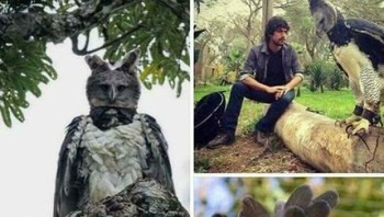 Burung ini adalah Harpy Eagle, salah satu elang terbesar di dunia. Postur tubuhnya besar, wajahnya mirip ekspresi manusia, dan kukunya setara panjang cakar beruang. Foto: Boredpanda