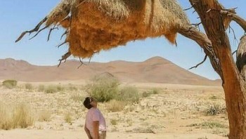 Ini adalah sarang koloni burung pemakan semut (Sociable Weaver) di Afrika Selatan–Namibia. Ukurannya sangat besar dan dihuni ratusan burung dalam satu struktur. Foto: Boredpanda