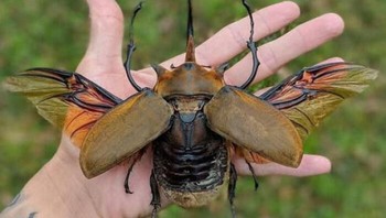 Seekor kumbang badak (Hercules Beetle) dengan ukuran jumbo. Termasuk serangga terkuat di dunia, mampu mengangkat beban hingga 100 kali berat tubuhnya. Foto: Boredpanda