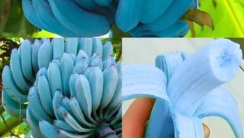 Buah ini dikenal sebagai Blue Java Banana, pisang berwarna biru yang dagingnya lembut dan rasanya mirip vanilla ice cream. Foto: Boredpanda