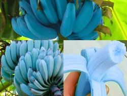 Bukan Photoshop! Hal Unik Ini Real dan Ada di Dunia