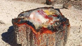 Benda ini adalah kayu yang membatu (petrified wood), fosil kayu yang mineralnya berubah menjadi batu kristal selama jutaan tahun. Foto: Boredpanda