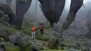 Ini adalah Dendrosenecio yang tumbuh di pegunungan Afrika Timur seperti Gunung Kilimanjaro & Rwenzori. Bentuknya unik seperti menara dengan daun di puncak, mampu bertahan di suhu ekstrem hingga beku. Foto: Boredpanda