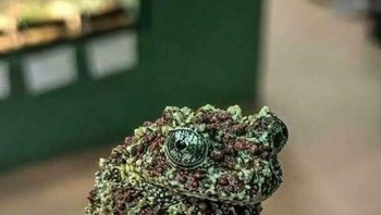 Katak kecil ini dikenal sebagai Vietnamese Mossy Frog. Tubuhnya menyerupai lumut dan batu basah, membuatnya ahli berkamuflase di lingkungan lembap dan berbatu. Foto: Boredpanda