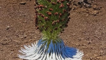 Ini adalah Silversword (Argyroxiphium sandwicense) dari Hawaii. Tanaman langka yang hanya berbunga sekali dalam hidupnya, bisa mencapai usia lebih dari 50 tahun sebelum akhirnya mati. Foto: Boredpanda