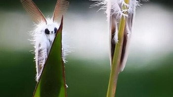 Serangga menggemaskan ini adalah Creatonotos Gangis Moth, ngengat berbulu putih dengan antena berbentuk sisir panjang yang tampak seperti telinga kelinci dari kejauhan. Foto: Boredpanda