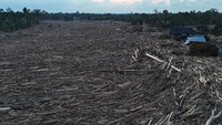 Menurut tim lingkungan, kayu ini berpotensi berasal dari deforestasi atau kebijakan pembukaan lahan (misalnya kebun sawit), dan kalau tak diusut bisa jadi contoh buruk terhadap pengelolaan hutan. ANTARA FOTO/Syifa Yulinnas