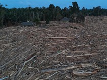 Kayu Dibawa Banjir di Aceh Bakal Jadi Bukti Pelanggaran Hukum Lingkungan