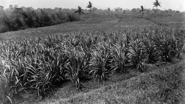 Pabrik Gula Jatiroto Pabrik Gula Jatiroto