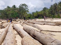 Kayu Gelondongan Asal Sumbar di Pantai Lampung Dikeluhkan Nelayan