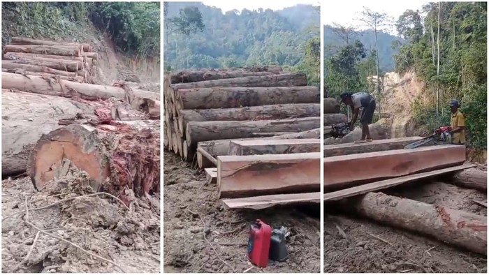 Diduga Ada Praktik Pembalakan Liar di Lampung, Warga Takut Datang Bencana
