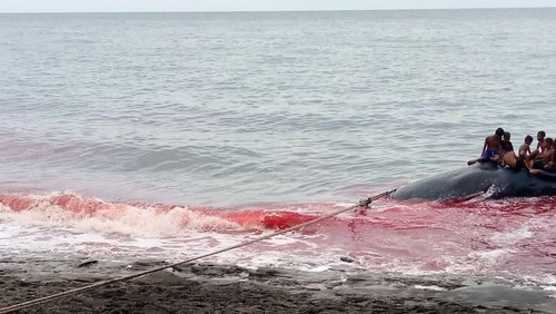 Berburu ikan paus di Lamalera, Lembata, NTT. (Istimewa)