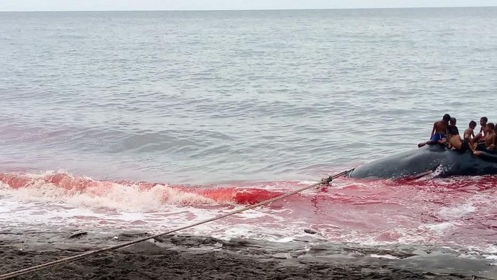 Pilu, Nelayan Tewas Saat Berburu Paus di Lembata