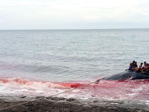 Nelayan di Lembata Tewas Saat Berburu Paus