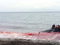 Nelayan di Lembata Tewas Saat Berburu Paus