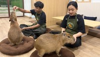 Merasakan Dunia Melambat Bareng Capybara