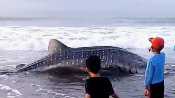 Penampakan seekor hiu tutul yang terdampar di Pantai Pagak, Desa Pagak, Kecamatan, Ngombol, Purworejo pada Minggu (7/12/2025) pagi.