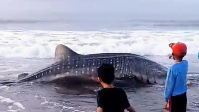 Hiu Tutul 4 Meter-Berat 1 Ton Mati Terdampar di Pantai Pagak Purworejo