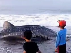 Hiu Tutul Terdampar di Purworejo, Studi Sebut Hiu Sering Terdampar di RI