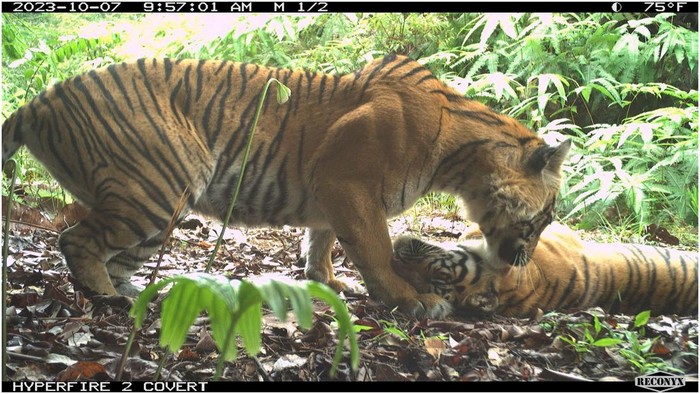 Kabar Baik, Populasi Harimau Sumatera  di Leuser Masih Oke, Kini Ada 27 Ekor