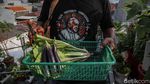 Pangan Mandiri dari Atap Rumah, Warga Sunter Jaya Kembangkan Kebun Hidroponik