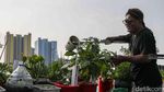 Pangan Mandiri dari Atap Rumah, Warga Sunter Jaya Kembangkan Kebun Hidroponik