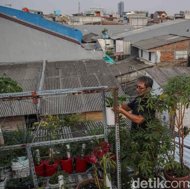 Pangan Mandiri dari Atap Rumah, Warga Sunter Jaya Kembangkan Kebun Hidroponik