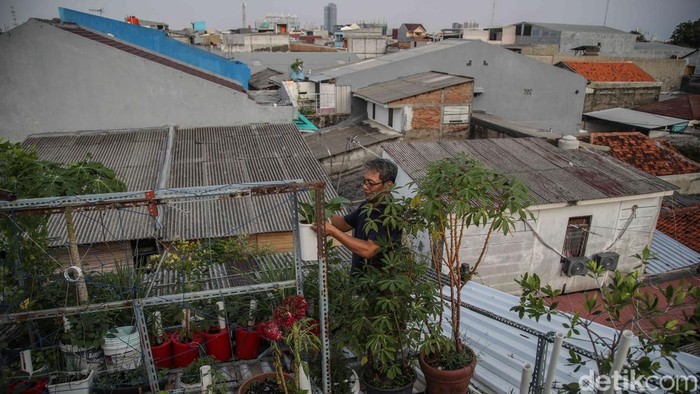 Pangan Mandiri dari Atap Rumah, Warga Sunter Jaya Kembangkan Kebun Hidroponik Warga memetik sayuran hidroponik di kawasan Sunter Jaya, Jakarta, Minggu (7/12/2025). Program penghijauan tanpa lahan ini menjadi solusi hijau di tengah kepadatan kota.