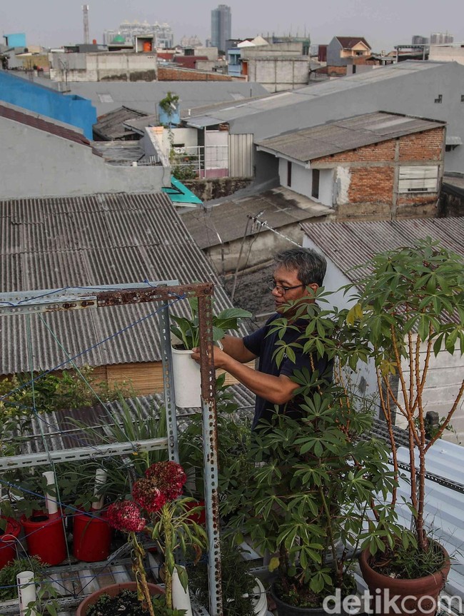 Pangan Mandiri dari Atap Rumah, Warga Sunter Jaya Kembangkan Kebun Hidroponik