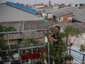 Pangan Mandiri dari Atap Rumah, Warga Sunter Jaya Kembangkan Kebun Hidroponik