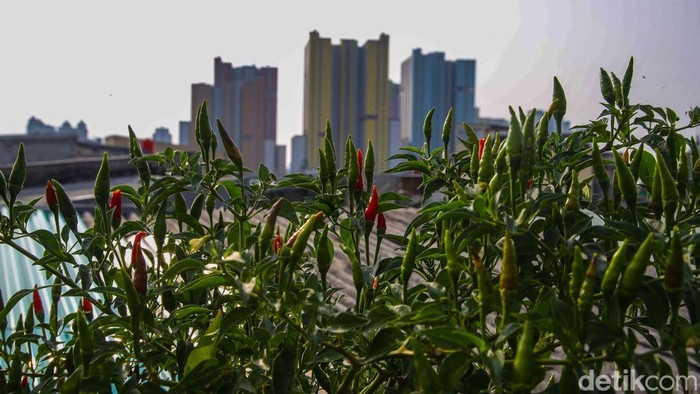 Pangan Mandiri dari Atap Rumah, Warga Sunter Jaya Kembangkan Kebun Hidroponik Warga memetik sayuran hidroponik di kawasan Sunter Jaya, Jakarta, Minggu (7/12/2025). Program penghijauan tanpa lahan ini menjadi solusi hijau di tengah kepadatan kota.