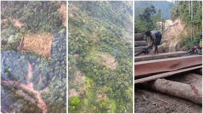 Polisi Libatkan Kemenhut untuk Selidiki Pembalakan Liar di Hutan Lampung