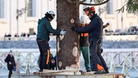 Bagian pangkal pohon Natal mulai diperkuat oleh petugas sebelum proses dekorasi dilakukan menjelang upacara penyalaan resmi pada Desember. Foto: REUTERS/Matteo Minnella