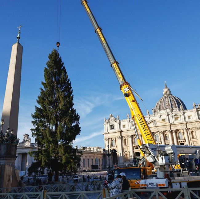 Pohon Natal Setinggi Puluhan Meter Warnai Persiapan Natal di Vatikan